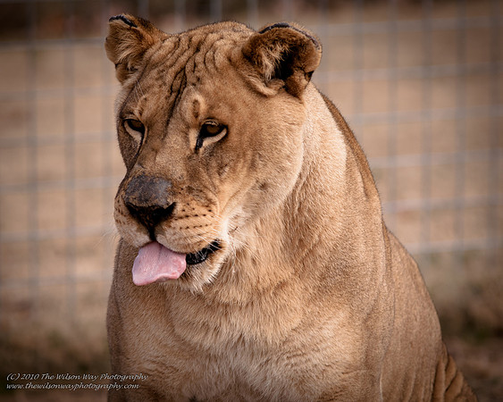 Suzies Pride-2251