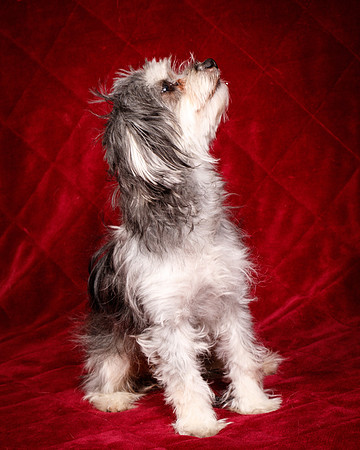 Foster Alex-6313