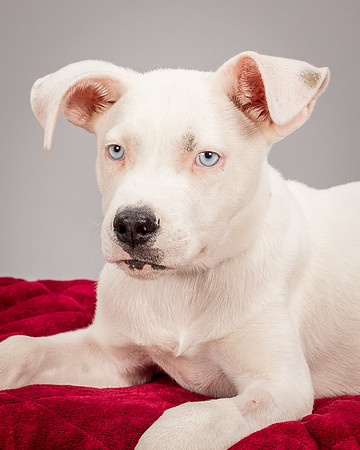 Foster Alvin-4801