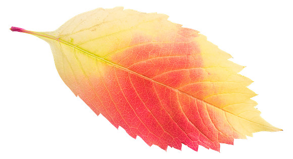 Leaf_15