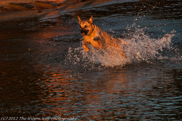 Roxy dashing through the water-0986