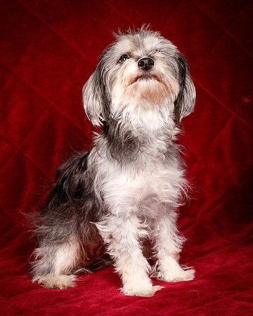 Foster Alex-6306
