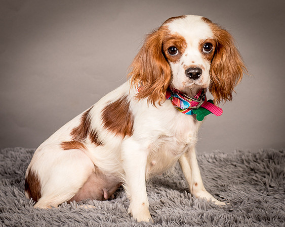 Foster josephina-3758