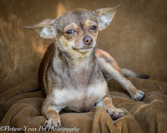 Foster Tango-6475