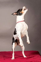 Foster Pollyanna-3830