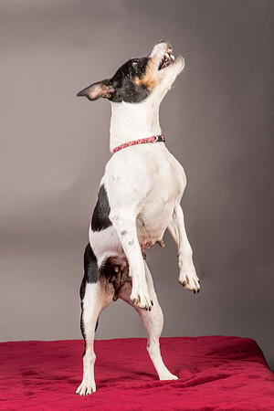 Foster Pollyanna-3830