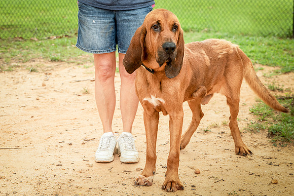 Roscoe-0453