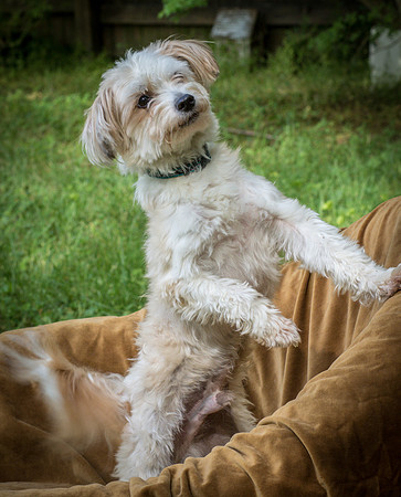 Foster Ricardo-8711