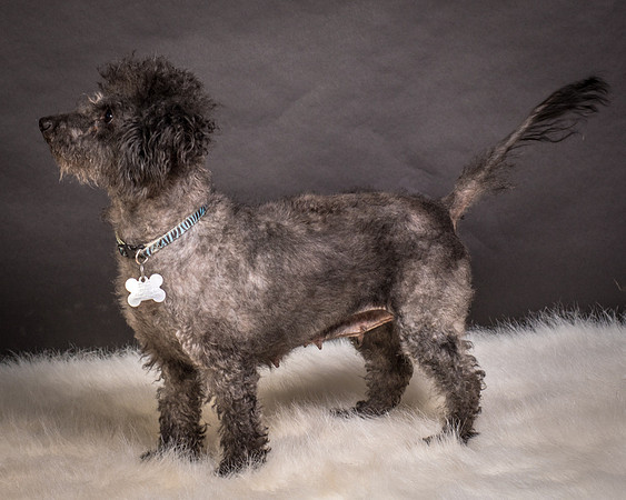 Foster Mokey-1810