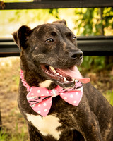 Darlington - Rosie-8904
