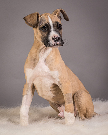 Foster Barnabas-4578