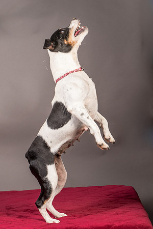Foster Pollyanna-3834