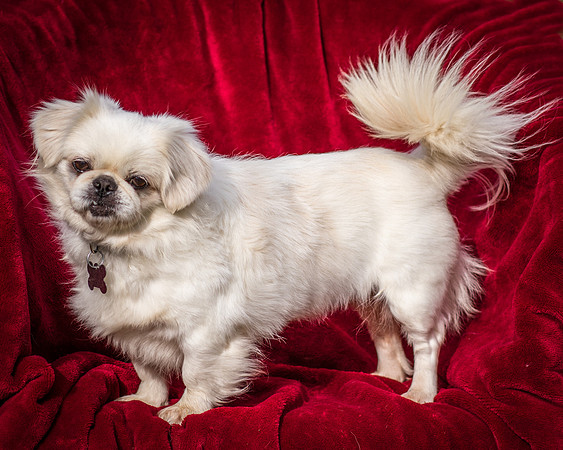 Foster Yuki-2784