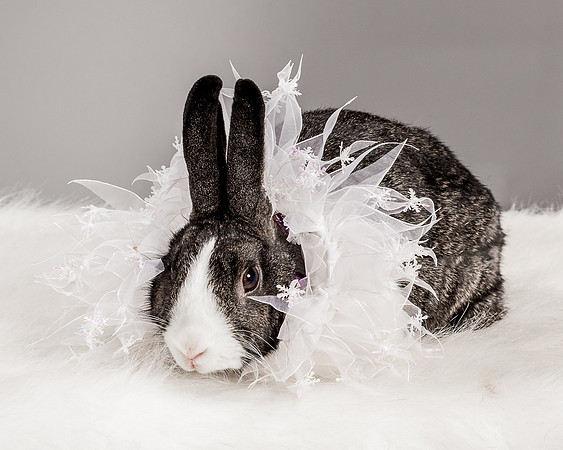 Foster Rabbit Penelope-4732