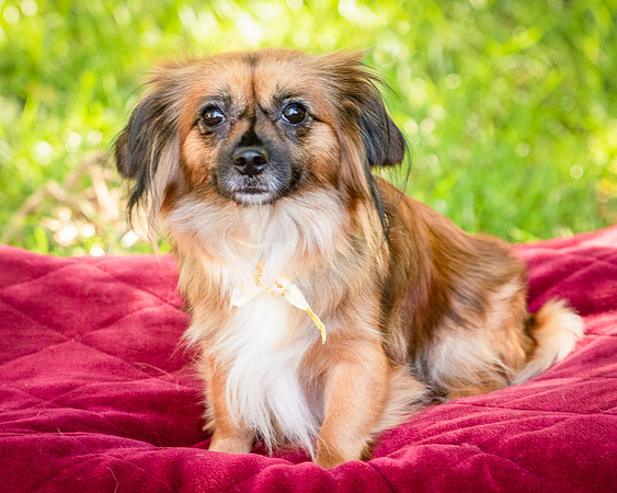 Foster Petunia-9265