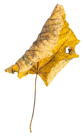 Leaf_36