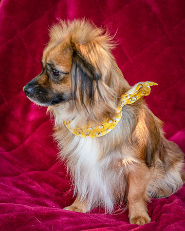 Foster Petunia-9349