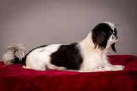 Foster Gypsy Rose-7727