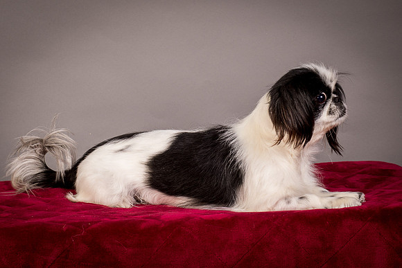 Foster Gypsy Rose-7727