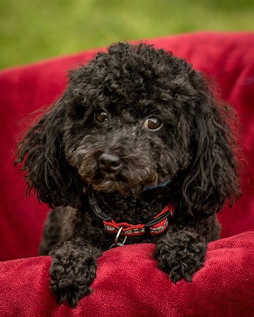 Foster Mindy-7502