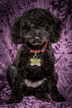 Foster Mindy-7541