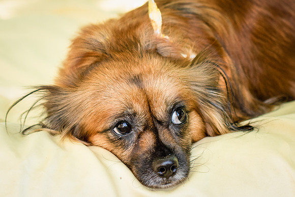 Foster Petunia-9230