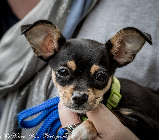 Foster Dandelion-9086