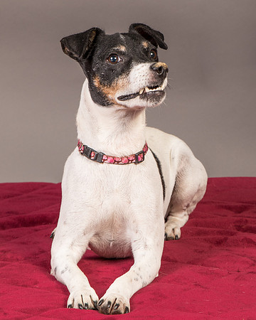 Foster Pollyanna-3807
