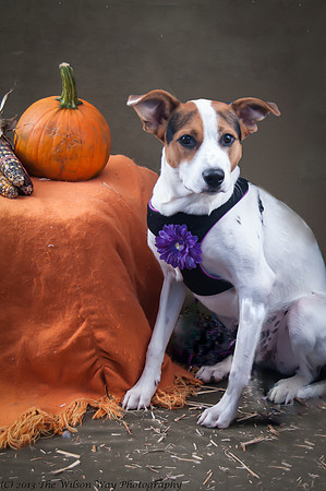 Foster Dog-Violet-6509