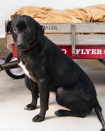 Foster Codee-2102