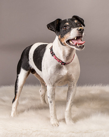 Foster Pollyanna-3944