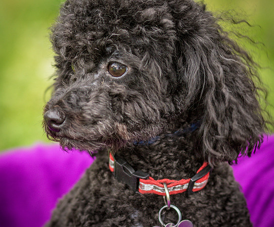 Foster Mindy-7364