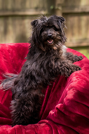Foster Sammy-8384