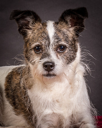 Foster Sinclair-9741
