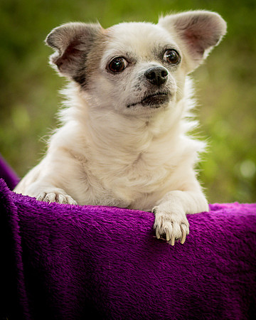 Foster Petey-0170
