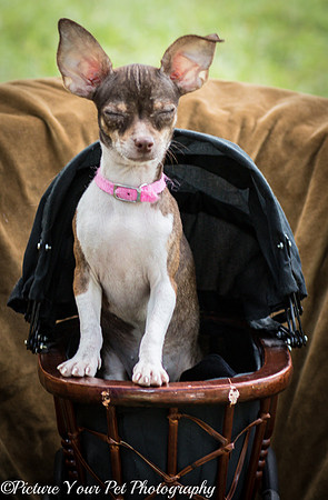 Foster Joanie-3767