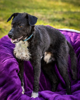 Foster Maynard-9145