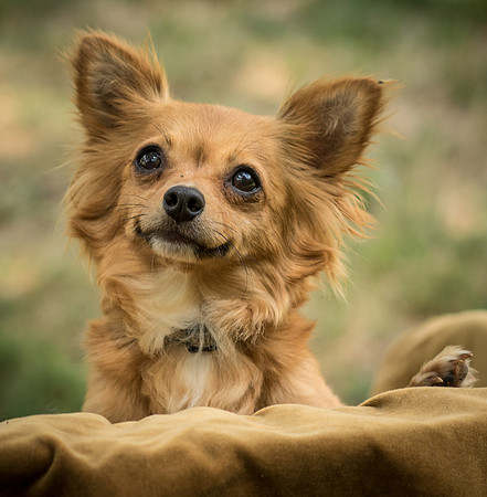 Foster Dolly-7763
