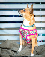 Foster Metta-9818