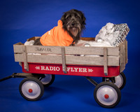 Foster Phoenix-6902