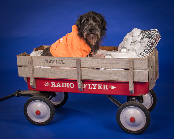Foster Phoenix-6902