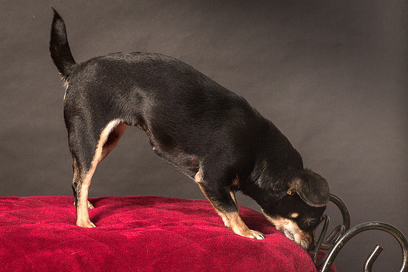 Foster Pansy-9504