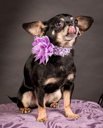 Foster Pansy-9279