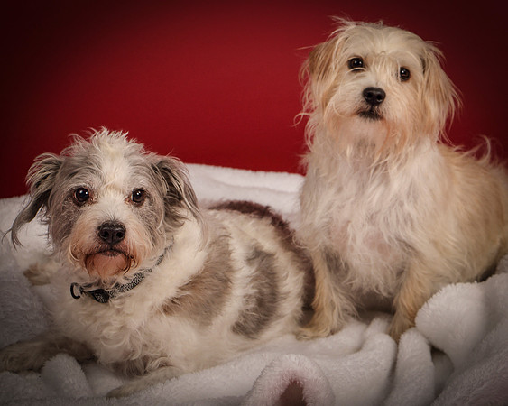 Dash and Twist-2601
