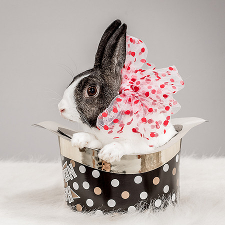 Foster Rabbit Penelope-4701