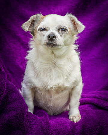Foster Petey-8209
