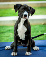 Foster Lola-9878