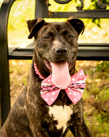 Darlington - Rosie-8933