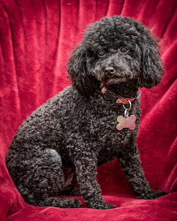 Foster Mindy-7429