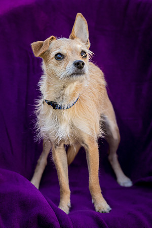Foster Dipsy-9219